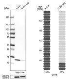 Cystatin B Antibody in Western Blot (WB)