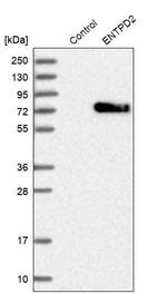 ENTPD2 Antibody in Western Blot (WB)