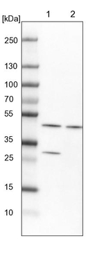 PSMC5 Antibody in Western Blot (WB)