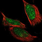 NLK Polyclonal Antibody