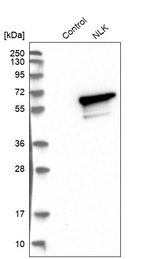 NLK Antibody in Western Blot (WB)