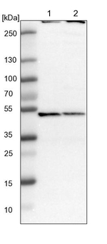 TRIP15 Antibody in Western Blot (WB)
