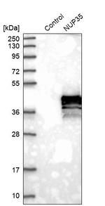 NUP35 Antibody in Western Blot (WB)