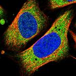 EMAP II Polyclonal Antibody