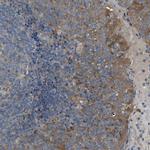 EMAP II Antibody in Immunohistochemistry (Paraffin) (IHC (P))