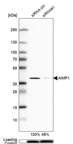 EMAP II Antibody in Western Blot (WB)