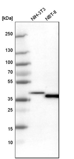EMAP II Antibody in Western Blot (WB)