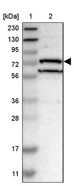LGP2 Antibody in Western Blot (WB)