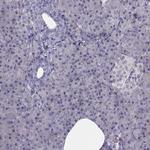 Angiopoietin 1 Antibody in Immunohistochemistry (Paraffin) (IHC (P))
