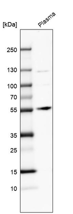Angiopoietin 1 Antibody in Western Blot (WB)