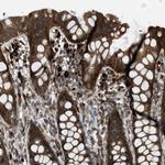 BAG4 Polyclonal Antibody