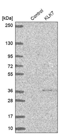 Kallikrein 7 Antibody in Western Blot (WB)