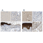 Maspin Antibody in Immunohistochemistry (Paraffin) (IHC (P))