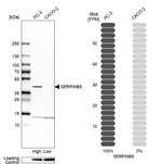 Maspin Antibody in Western Blot (WB)