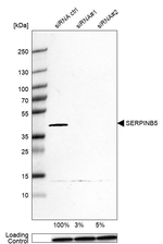 Maspin Antibody in Western Blot (WB)