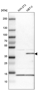 Maspin Antibody in Western Blot (WB)