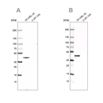 CAPG Antibody in Western Blot (WB)