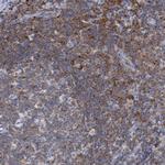 FNBP1 Antibody in Immunohistochemistry (Paraffin) (IHC (P))