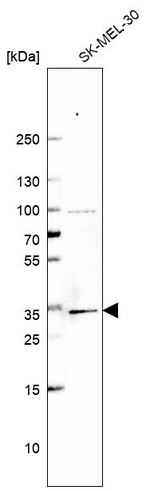 BRMS1 Antibody in Western Blot (WB)