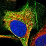 NCS1 Polyclonal Antibody