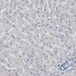 NCS1 Antibody in Immunohistochemistry (Paraffin) (IHC (P))
