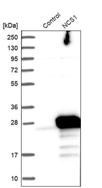 NCS1 Antibody in Western Blot (WB)