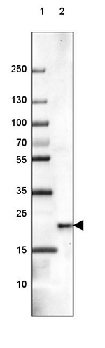 NCS1 Antibody in Western Blot (WB)