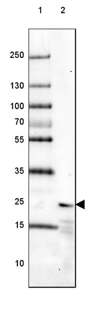 NCS1 Antibody in Western Blot (WB)