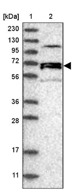 NET1 Antibody in Western Blot (WB)