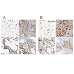 Complement C3 Polyclonal Antibody