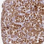 VAM1 Polyclonal Antibody