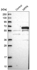 VAM1 Antibody in Western Blot (WB)