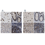 RCAS1 Polyclonal Antibody