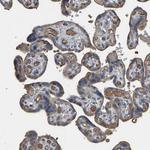 HTRA3 Antibody in Immunohistochemistry (Paraffin) (IHC (P))