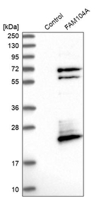 FAM104A Antibody in Western Blot (WB)