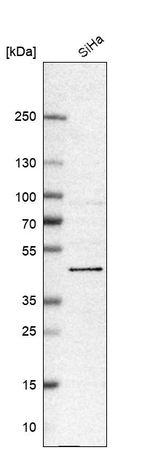 BRD9 Antibody in Western Blot (WB)