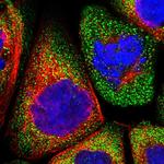 LRRC46 Polyclonal Antibody