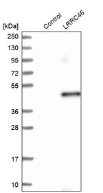 LRRC46 Antibody in Western Blot (WB)