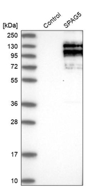 SPAG5 Antibody in Western Blot (WB)