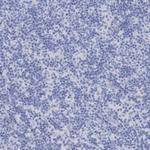 PERP Antibody in Immunohistochemistry (Paraffin) (IHC (P))