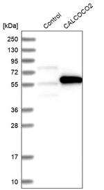 CALCOCO2 Antibody in Western Blot (WB)
