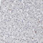 ZNF366 Antibody in Immunohistochemistry (Paraffin) (IHC (P))