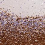 CNPase Antibody in Immunohistochemistry (Paraffin) (IHC (P))