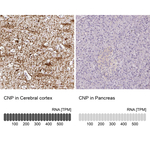 CNPase Antibody in Immunohistochemistry (Paraffin) (IHC (P))