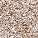 CNPase Antibody in Immunohistochemistry (Paraffin) (IHC (P))