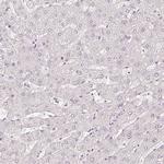 CNPase Antibody in Immunohistochemistry (Paraffin) (IHC (P))