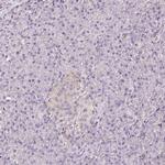 CNPase Antibody in Immunohistochemistry (Paraffin) (IHC (P))