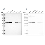 CNPase Antibody in Western Blot (WB)