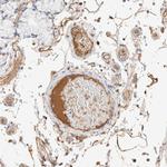 Protein S Antibody in Immunohistochemistry (Paraffin) (IHC (P))