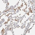 Protein S Antibody in Immunohistochemistry (Paraffin) (IHC (P))